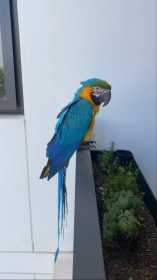 Found Macaw