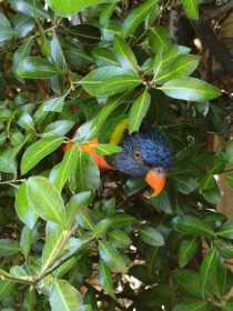 Found Lory / Lorikeet