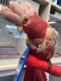 Found Galah Cockatoo