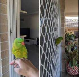 Found Lory / Lorikeet