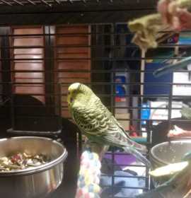 Found Budgerigar