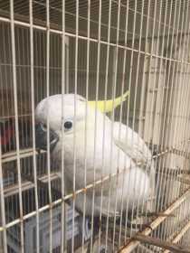 Found Cockatoo