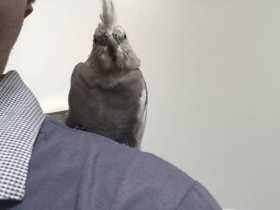 Found Cockatiel