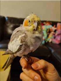 Found Cockatiel