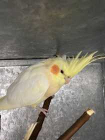 Found Cockatiel