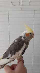 Found Cockatiel