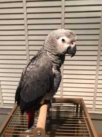 Found African Grey