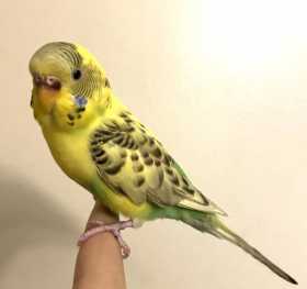 Found Budgerigar