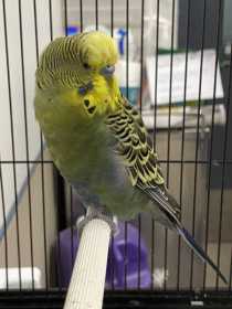 Found Budgerigar