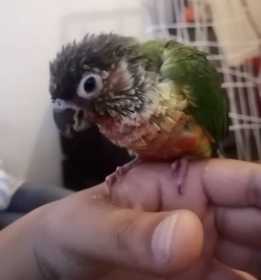 Found Conure