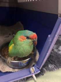 Found Grass Parakeet