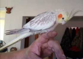 Found Cockatiel