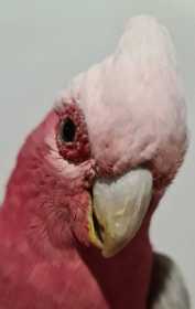 Found Galah Cockatoo