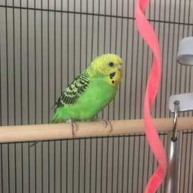 Found Parakeet