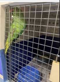 Found Indian Ringneck Parakeet