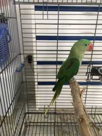 Found Alexandrine