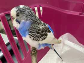 Found Budgerigar