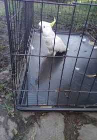Found Cockatoo