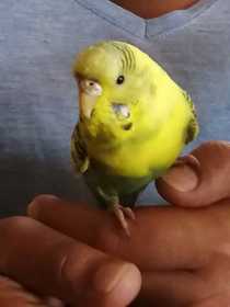 Found Budgerigar