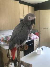 Found African Grey