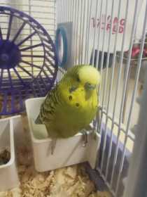 Found Budgerigar