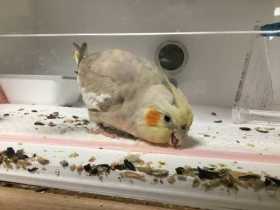 Found Cockatiel