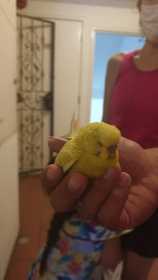 Found Budgerigar