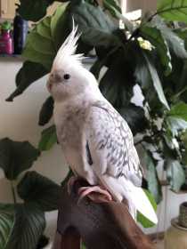 Found Cockatiel