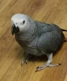 Found African Grey