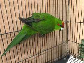 Found Kakariki