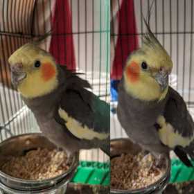 Found Cockatiel
