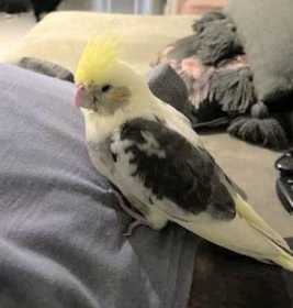 Found Cockatiel