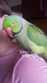 Found Indian Ringneck Parakeet