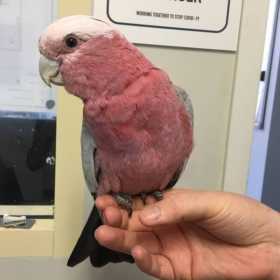 Found Galah Cockatoo