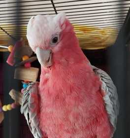 Found Galah Cockatoo