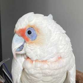 Found Corella Cockatoo