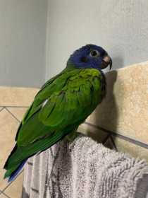 Found Blue-Headed Pionus
