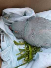 Found Indian Ringneck Parakeet