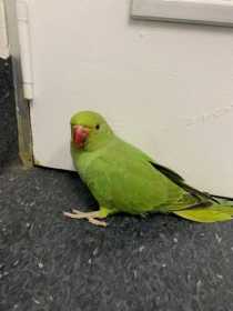 Found Indian Ringneck Parakeet