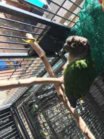 Found Conure