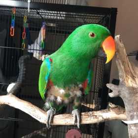 Found Eclectus