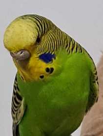 Found Budgerigar