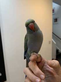 Found Indian Ringneck Parakeet