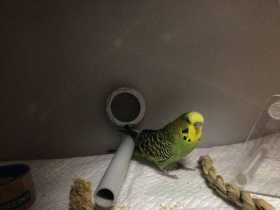 Found Budgerigar