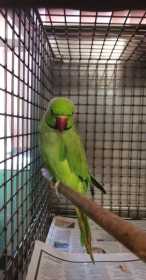 Found Indian Ringneck Parakeet