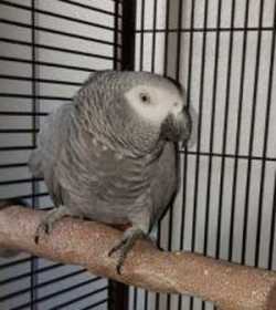 Found African Grey