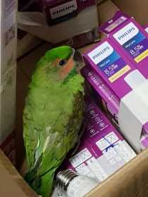 Found Long-tailed Parakeet