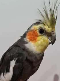 Found Cockatiel