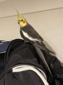 Found Cockatiel