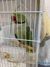 Found Alexandrine